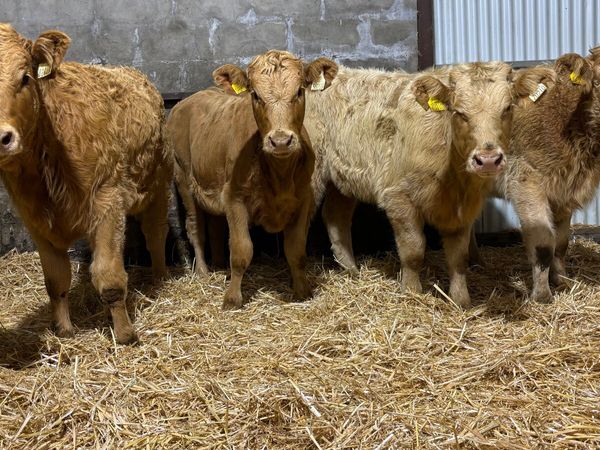 ⭐️ 4 Golden Charolais Heifer Wealings ⭐️ - Main image