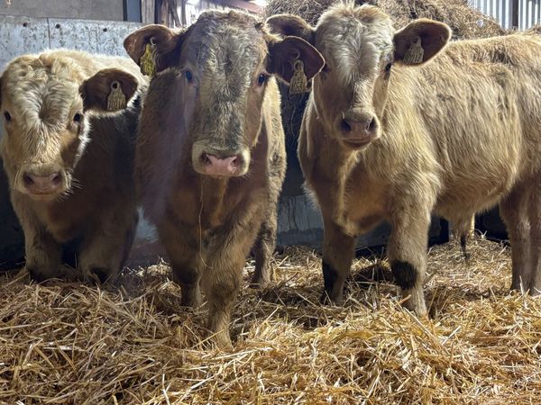 ⭐️ 3 Golden Charolais Bull Wealings ⭐️ - Main image