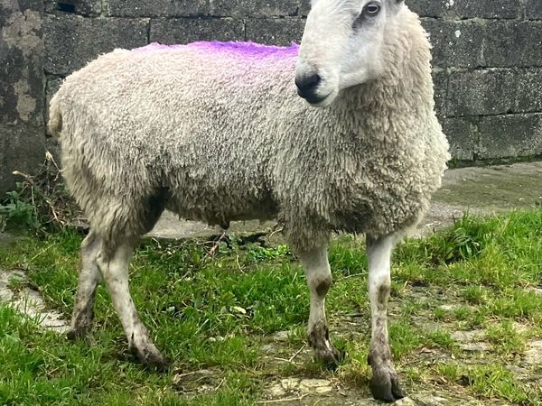 PBNR Traditional Blue Faced Leicester Ram - Main image