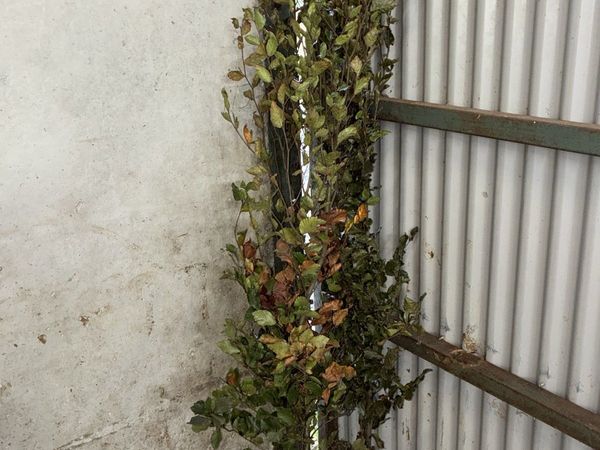 Green Beech Hedging 150-170cm - €5 each - Main image
