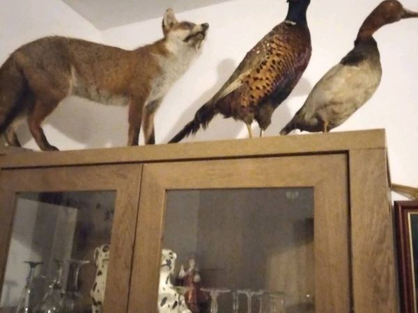 Fox - Main image