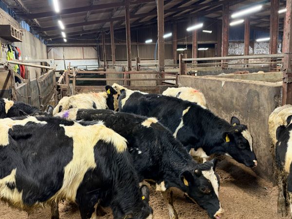 Friesian and blue bulls - Main image