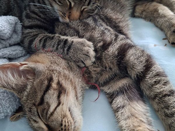 2 X Kittens 4.5 months boys neutered - Main image