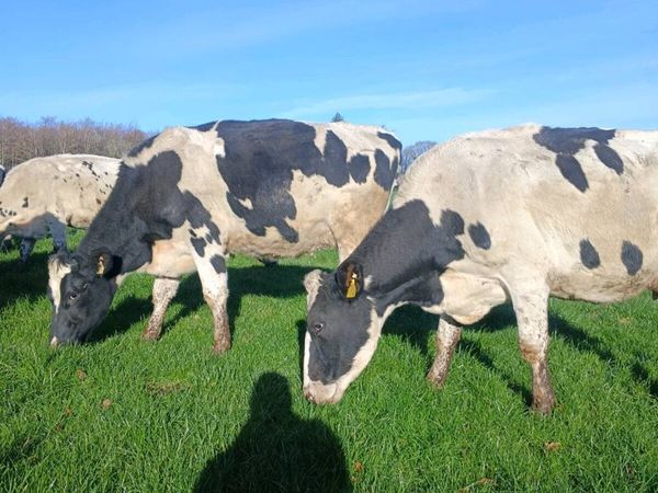 Empty cows - Main image