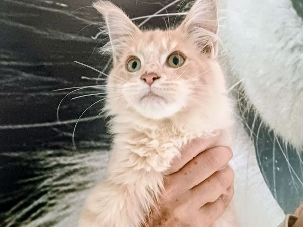 Maine Coon kitten - Main image