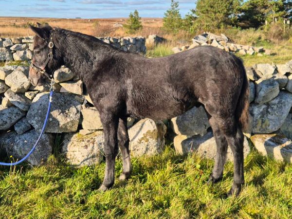 Connemara Colt Foal - Main image