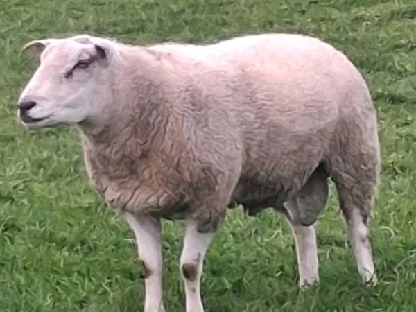Belclare ram - Main image