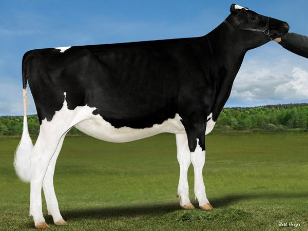 OranBay Holsteins  Incalf Heifers - Main image