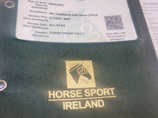 HORSES  3 FILLY FOALS DRUMBISHAMBO  MART 31 OCT. - Main image