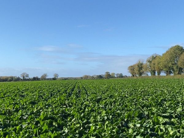 Beet - Main image