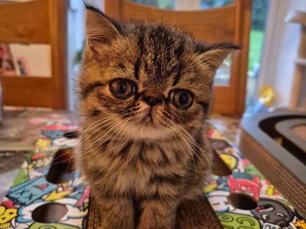 Exotic shorthair kittens - Main image