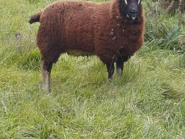 Sheep - Main image
