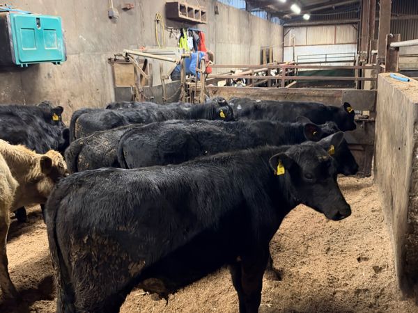 Angus lim and Charolais bullocks - Main image