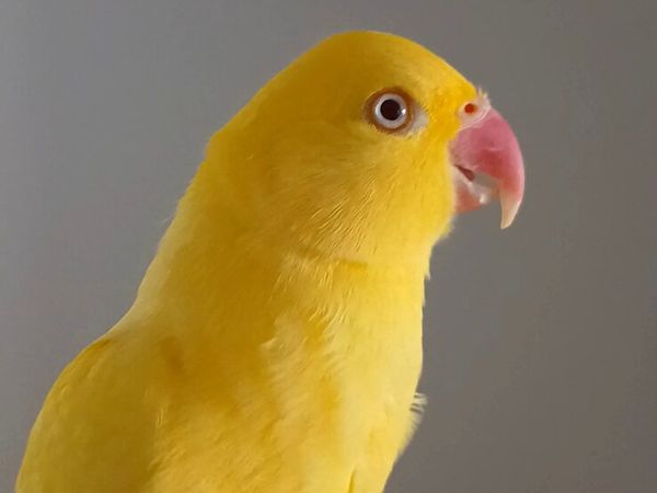 Hand reared ringneck - Main image