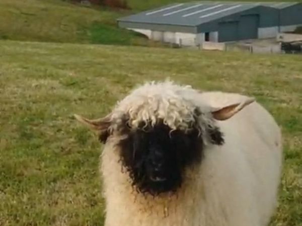 4 Valais Blacknose breeding Ewe's 1 lamb for sale - Main image