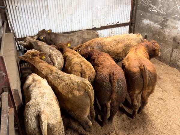 Charolais and sim bulls - Main image