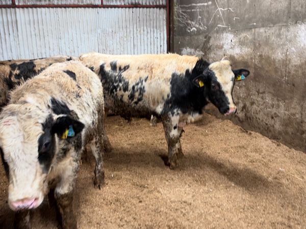 Blue and sim beef bred bulls - Main image