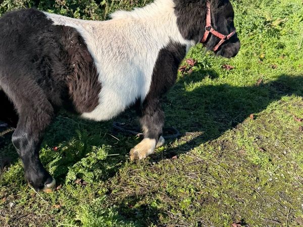 Shetlanstallion - Main image