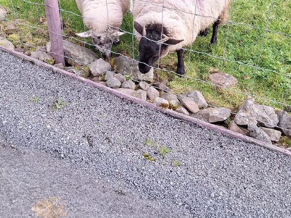 Two Crossbred Ewe Lambs - Main image