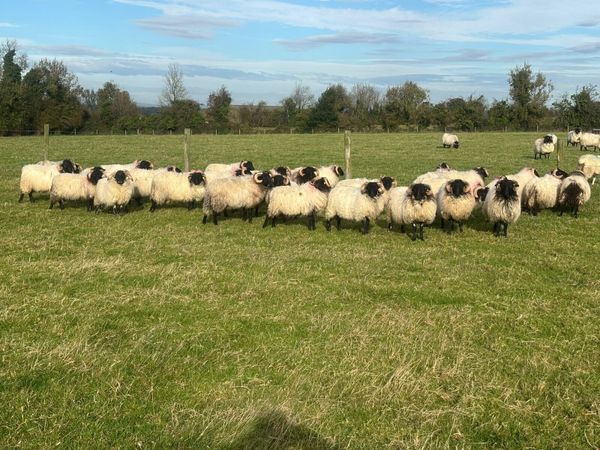 Ram lambs - Main image