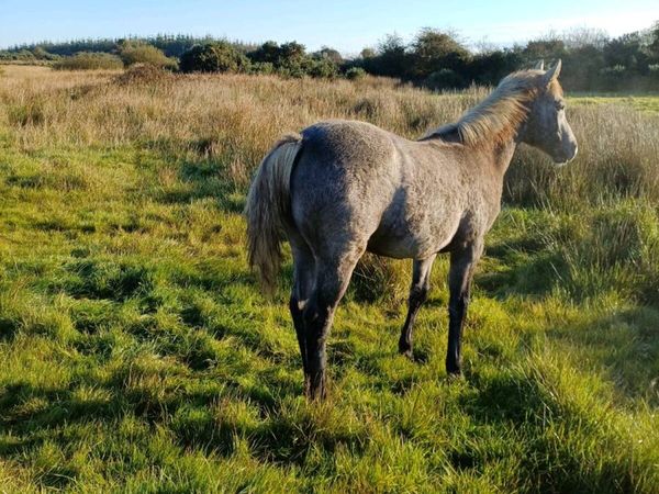 Connemara Colt Foal - Main image