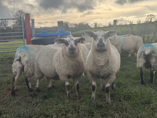 Ewe Lambs - Main image