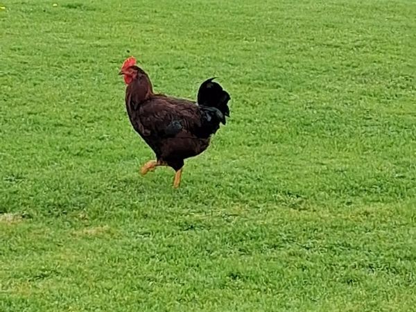 Roosters - Main image