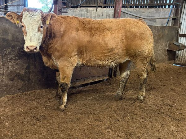 Lim x sim springing heifers - Main image