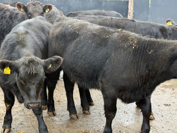 8 SUCKLER BRED ANGUS HEIFERS ( 270 KGS) - Main image