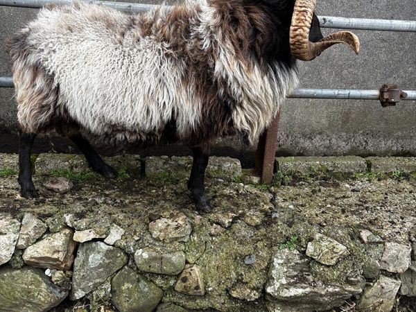 Mayo Ram - Main image
