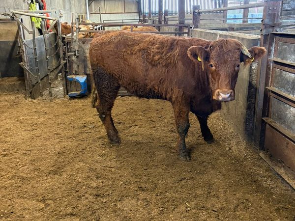 PBNR Saler springing heifer - Main image
