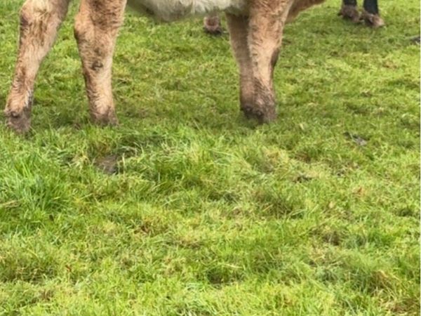 Charolais Weanlings Templemore Mart 24/10 - Main image