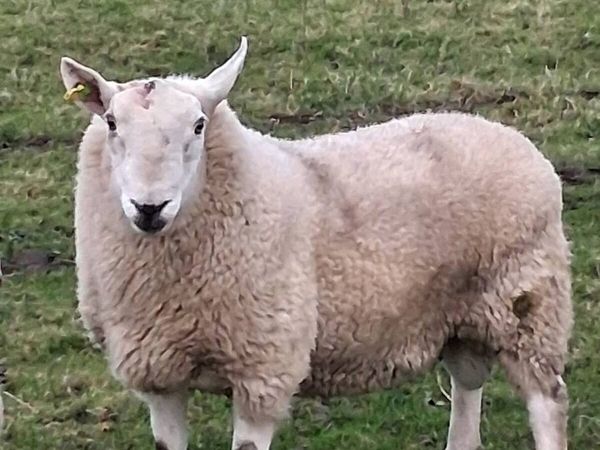 Cheviot Rams. - Main image