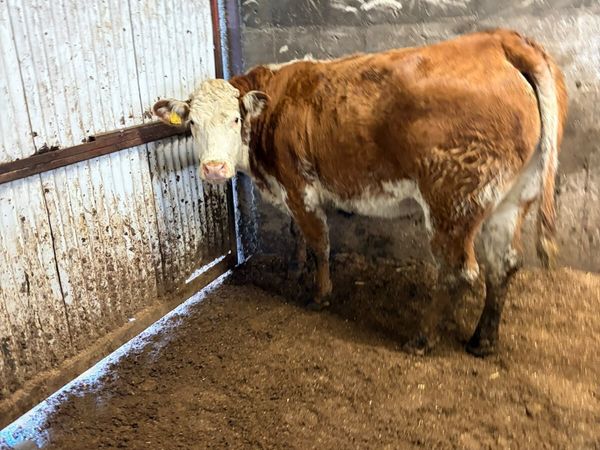 Springing roaned heifer - Main image