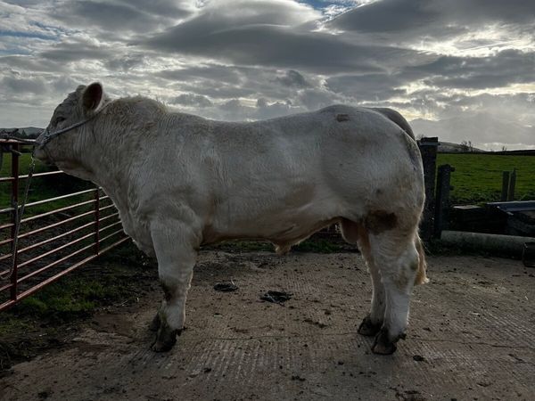 Pedigree Charolais Bull - Main image