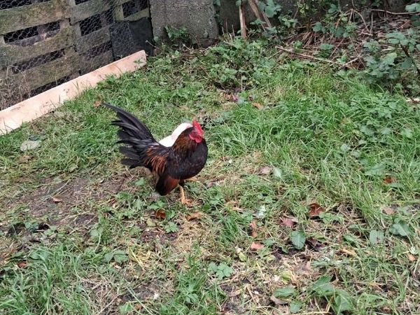 Serama rooster and Hen - Main image