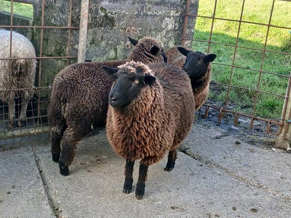 Ewe Lamb's - Main image