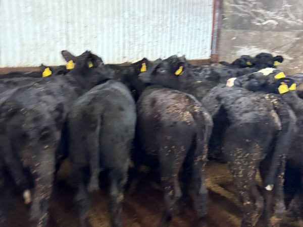 Angus heifers - Main image
