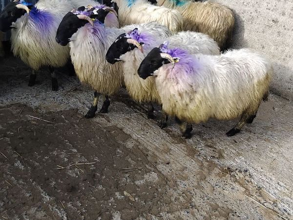 Sheep for sale - 9 horned ewe lambs - Main image