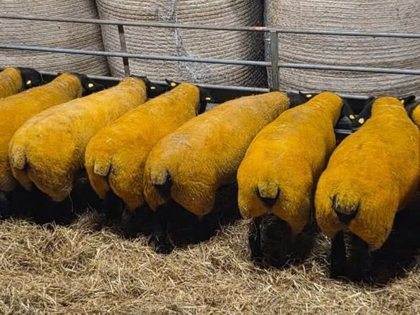 Pb Registered Suffolk In Lamb Ewes - Main image