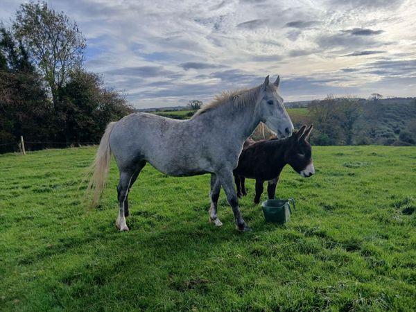 Equine - Main image