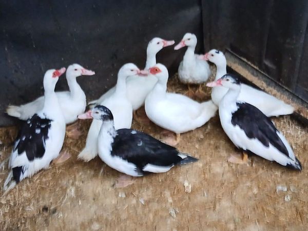 Muscovy Ducks - Main image