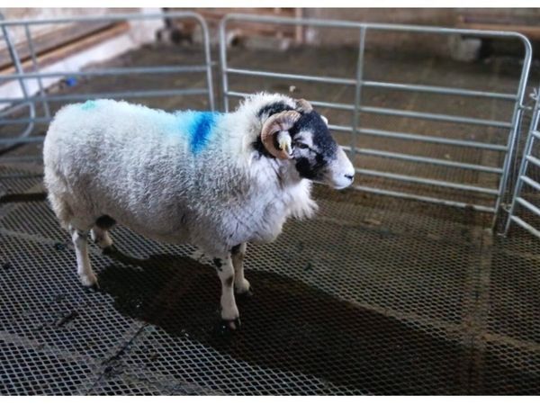Swaledale Ram - 2 Year Old - Main image