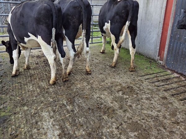 Incalf friesian heifers - Main image