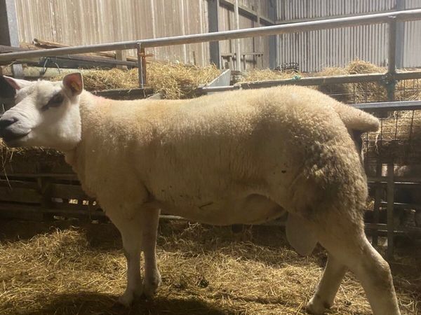 Super pbnr 2 year old Texel ram - Main image