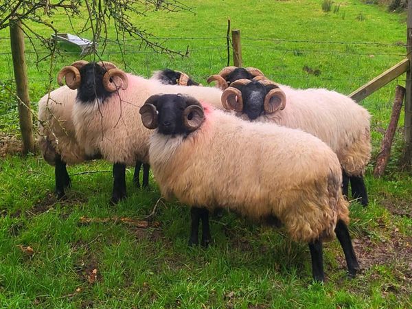SIS APPROVED Hogget Rams - Main image