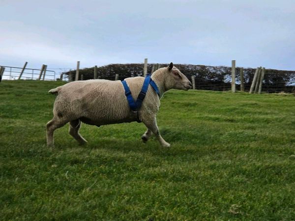 CHAROLLAIS RAM - Main image
