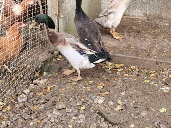 Hens/pullets/ducks/hatching eggs/ducklings - Main image