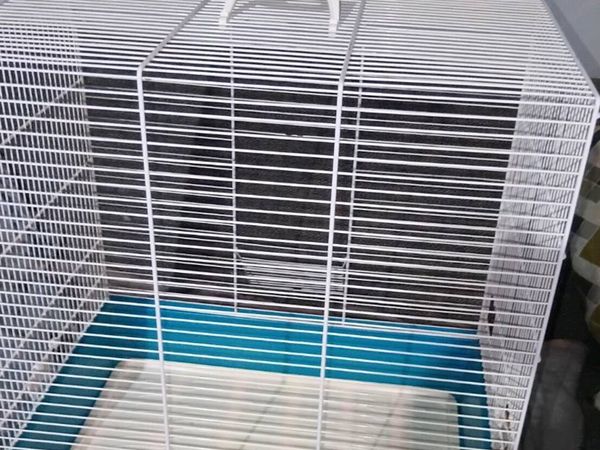 BIRD CAGE - Main image