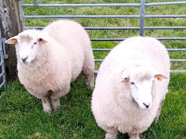 Galway Ram Lambs - Main image